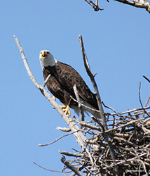 Eagle on Nest