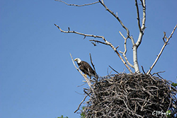 Eagle's Nest