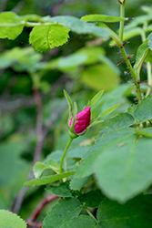 Rosebud