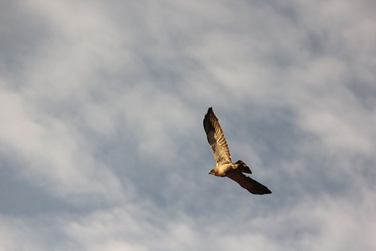 Hawk in Flight