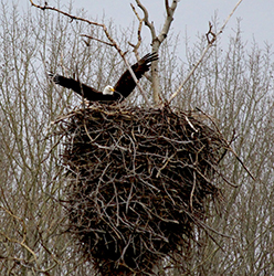 Eagle Landing