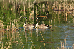 Geese swimming