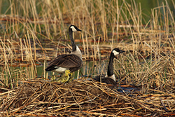 Geese with Babies